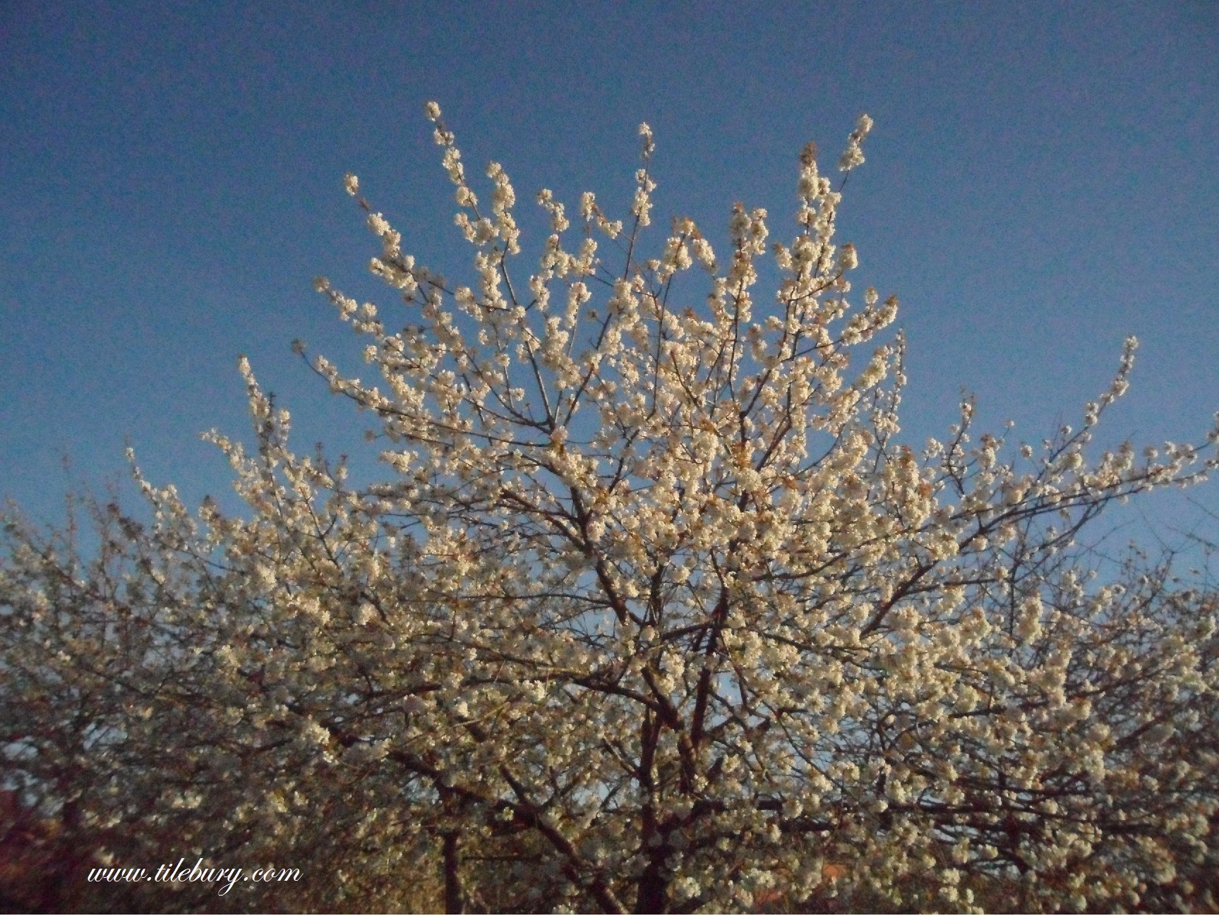 Cherry Trees