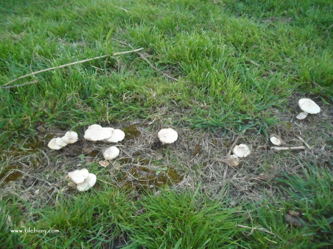 Mushrooms