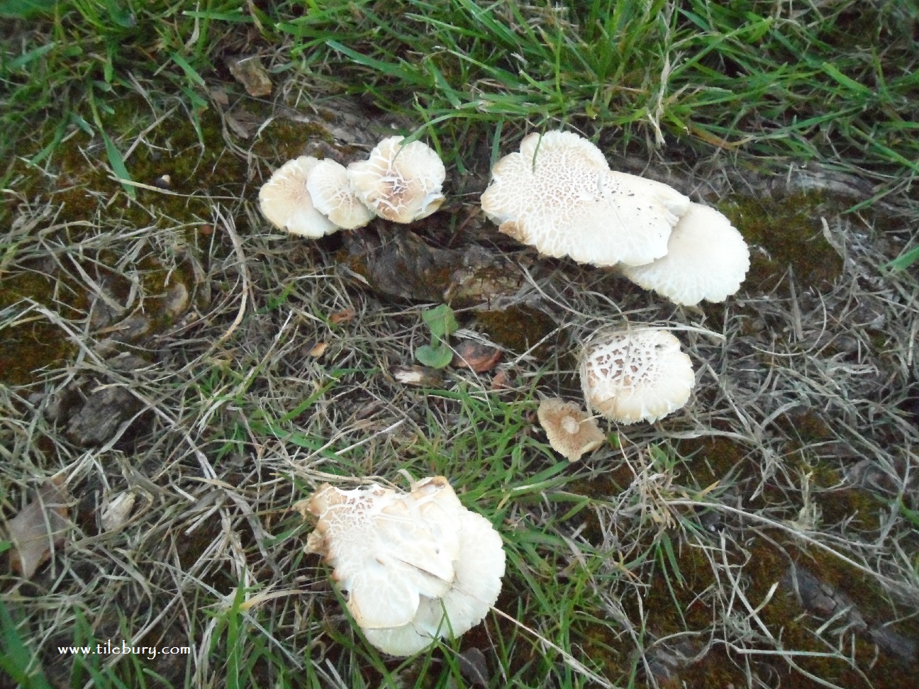 Mushrooms