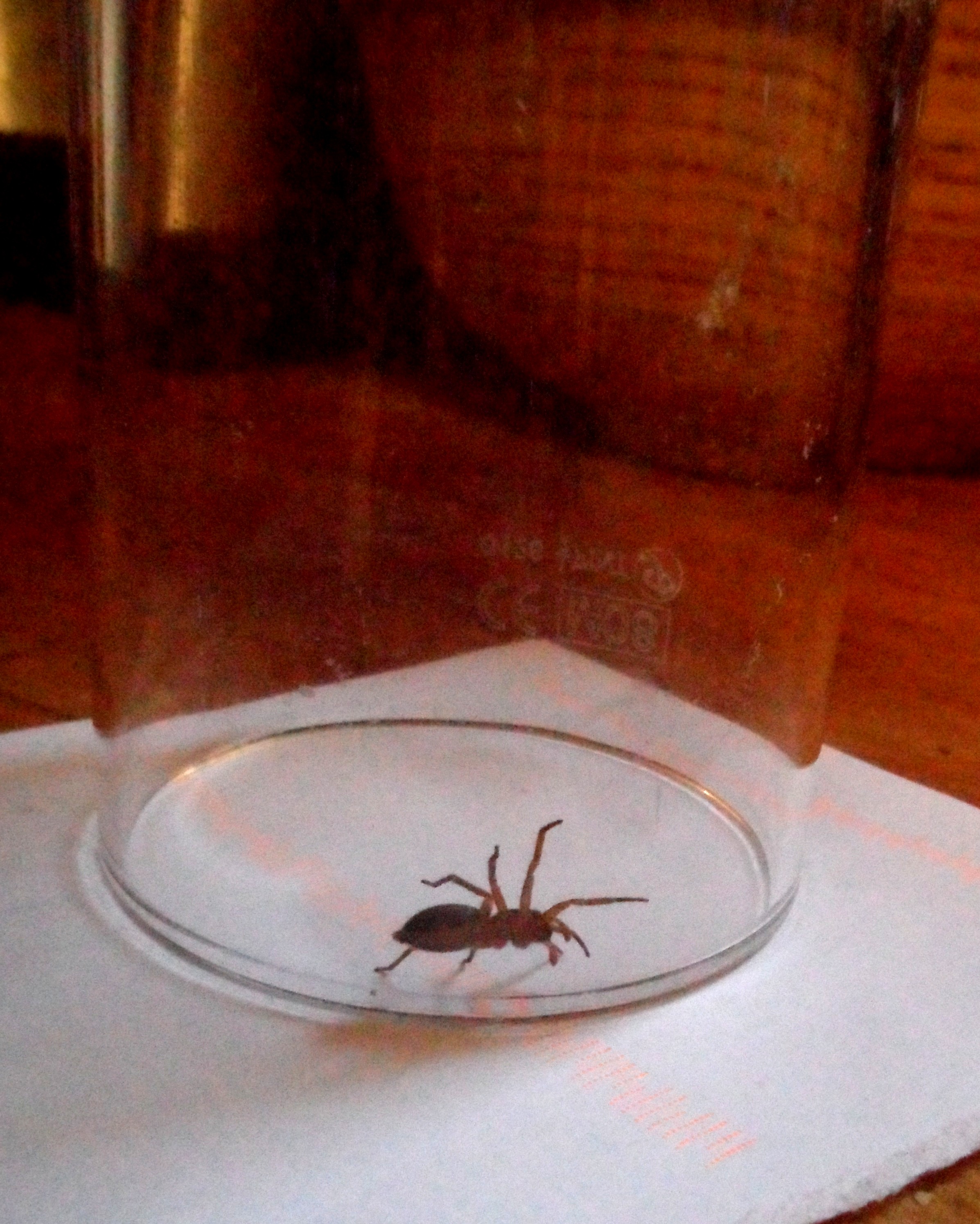 Spider in a Glass