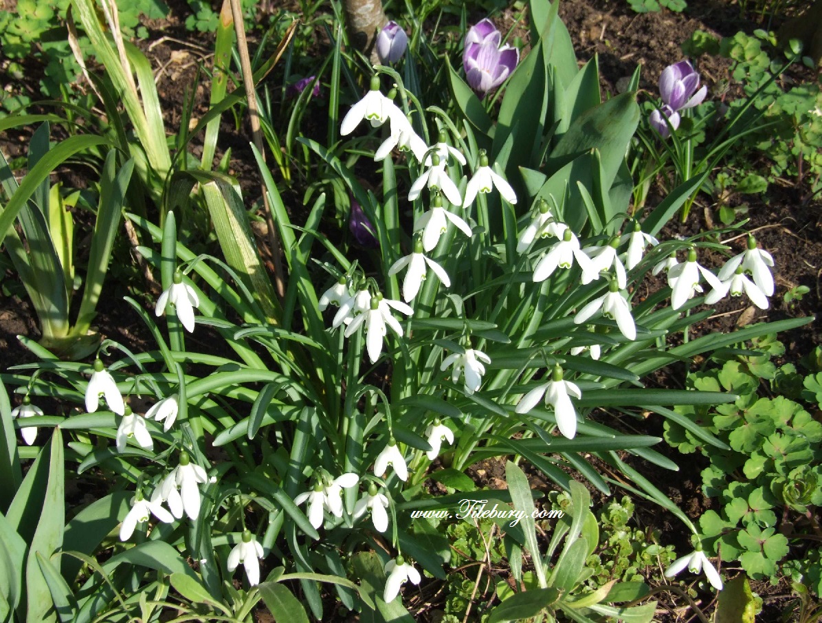 Countryside flowers