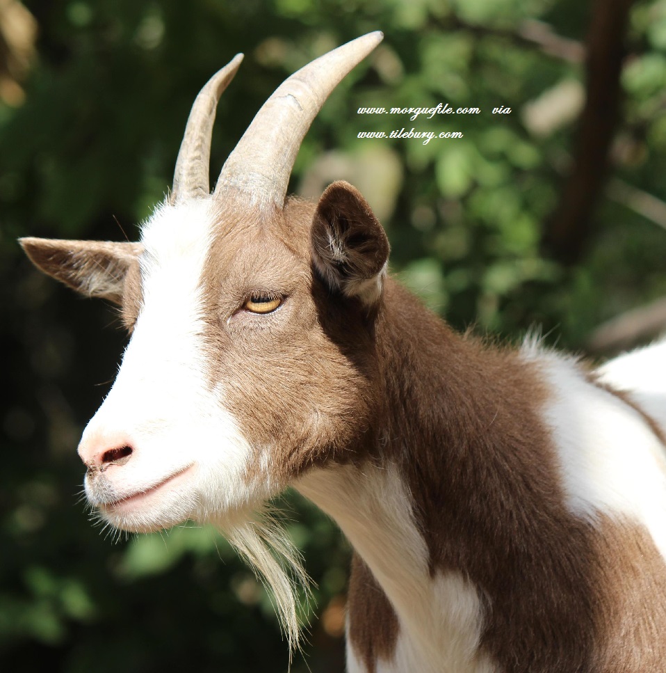 A Goat