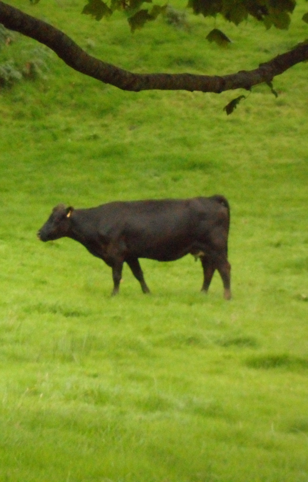 a Cow in a field